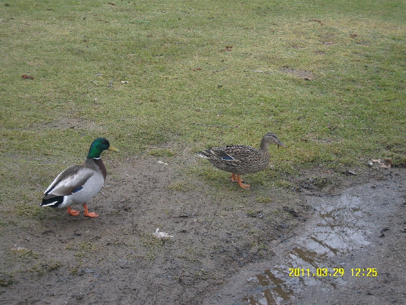/up2/img/public_board_restore/201104/2011040152475defcdf628496db7374022e24357.JPG